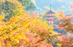 Discover Japan’s Beauty and Timeless Traditions at the End of Autumn