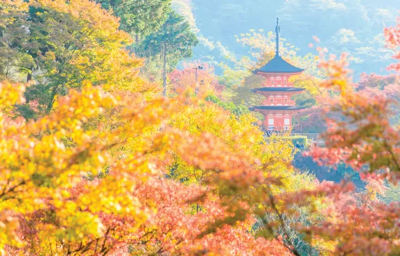 Discover Japan’s Beauty and Timeless Traditions at the End of Autumn