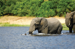Tangkahan Ecotourism: Nature Tourism and Elephant Conservation Education